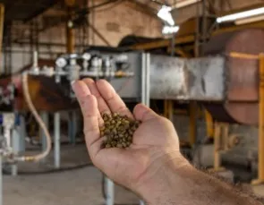 Projeto pioneiro usa gás natural na secagem de café